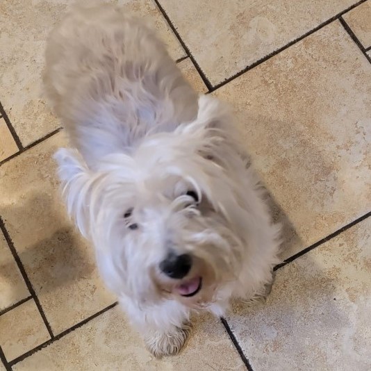 roxie carlos's assistant